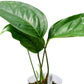 Anthurium maculosum