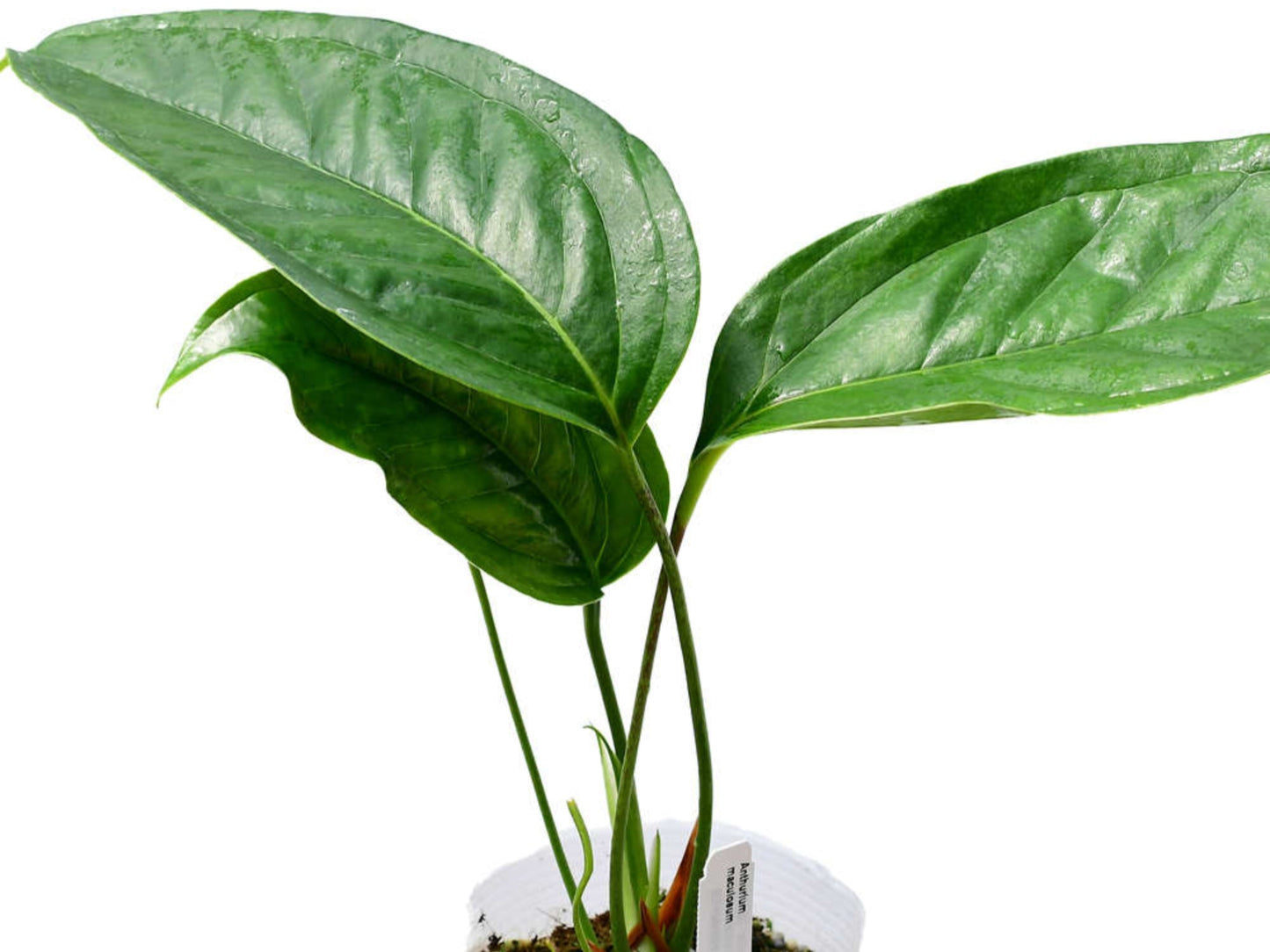 Anthurium maculosum