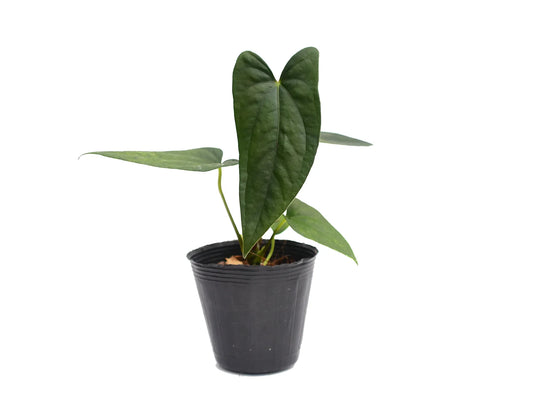 Anthurium Sylva Nova (seedling)