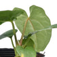 Anthurium nigrolaminum gigante x Anthurium dressleri