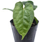 Anthurium nigrolaminum gigante x Anthurium dressleri