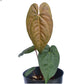 Anthurium nigrolaminum x Anthurium dressleri