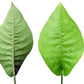 Anthurium oxycarpum giganteum (seedling)