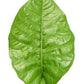 Anthurium oxycarpum giganteum (seedling)