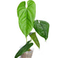 Anthurium pandurilaminum cf