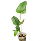 Anthurium pedatum (seedling)