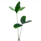 Anthurium pinkleyi