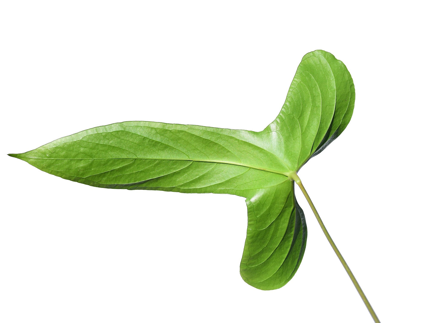 Anthurium pinkleyi