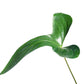 Anthurium pinkleyi