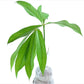 Anthurium pseudoclavigerum