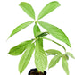 Anthurium pseudoclavigerum