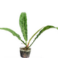 Anthurium reflexinervium aff