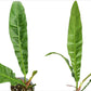 Anthurium reflexinervium aff
