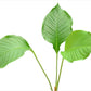 Anthurium umbricola
