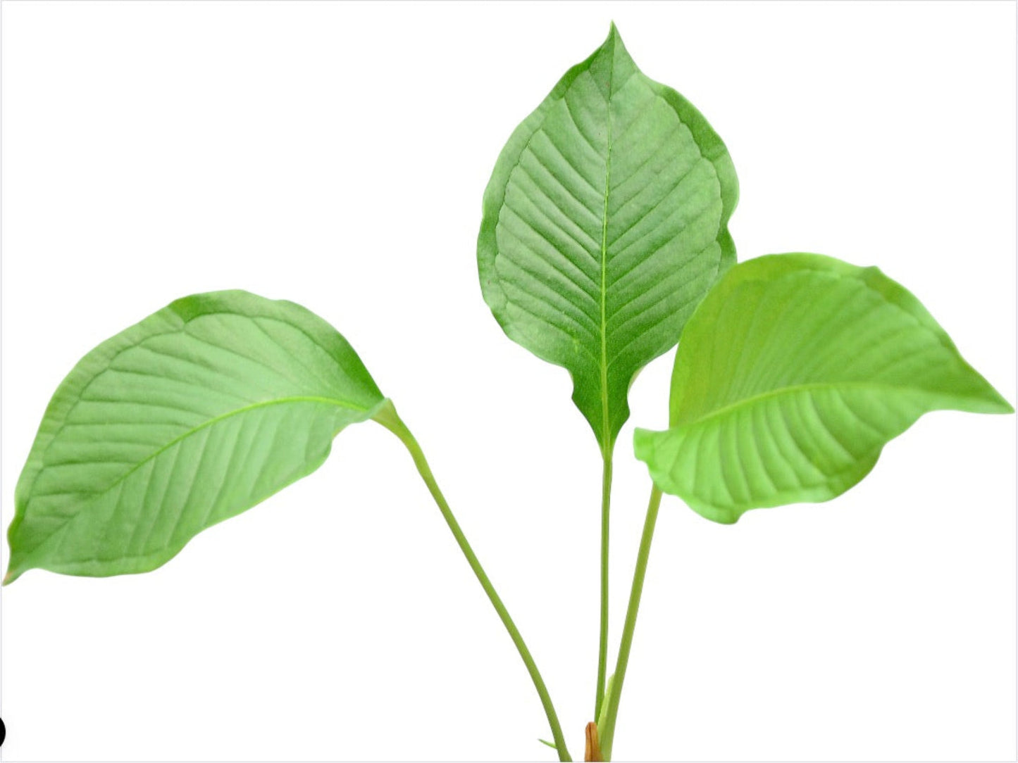Anthurium umbricola