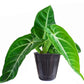 Anthurium Villenaorum - a prized, rare aroid from the cloud forests of Peru and Ecuador