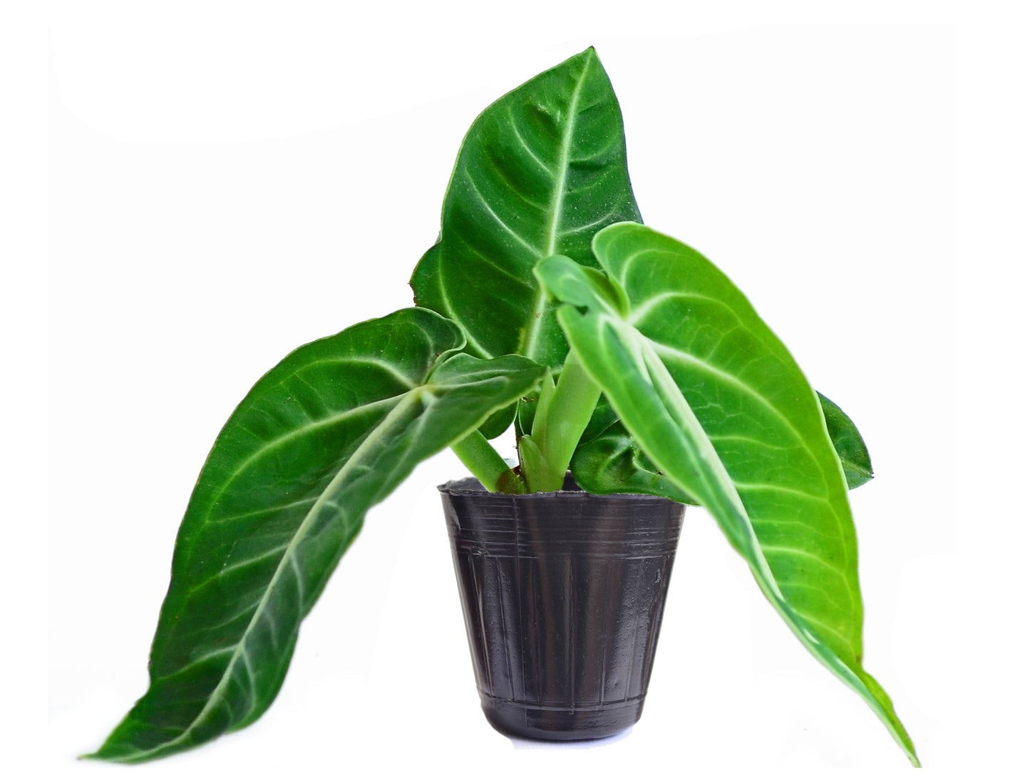 Anthurium Villenaorum - a prized, rare aroid from the cloud forests of Peru and Ecuador