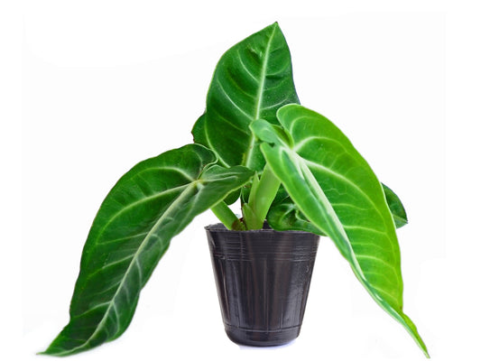 Anthurium Villenaorum - a prized, rare aroid from the cloud forests of Peru and Ecuador