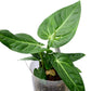 Anthurium Villenaorum - a prized, rare aroid from the cloud forests of Peru and Ecuador
