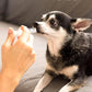 Anti Diarrhea Liquid for Dogs - Dog Diarrhea Relief with Kaolin (4 Oz.)