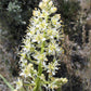 100 WHITE CAMAS Anticlea Elegans Zigadenus Camass Alkali Native Flower Seeds