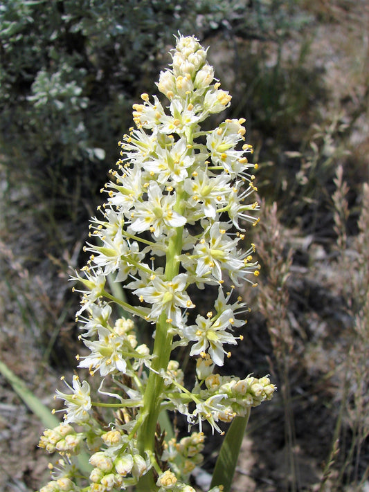 100 WHITE CAMAS Anticlea Elegans Zigadenus Camass Alkali Native Flower Seeds