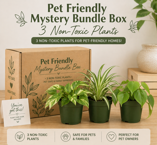 Pet Friendly Mystery Bundle Box - 3 Non-Toxic Plants