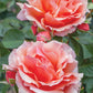 Apricot Candy Rose 1.5 Gallon Container