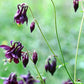 20 BLACK COLUMBINE Dark Columbine Aquilegia Atrata Deep Purple Flower Seeds