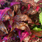Alternanthera Rosanervig (6 stems)