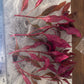 Alternanthera Rosanervig (6 stems)