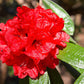 50 MIXED HYBRIDS RHODODENDRON spp. Mixed Colors - Red, Pink, Purple, White, Yellow, Orange Flower Sun or Shade Bush Shrub Seeds