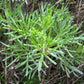 500 BEACH WORMWOOD Artemisia Campestris Caudata Silvermound Red Sagewort Herb Flower Seeds