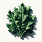 Arugula (Astro) Seeds (4x)