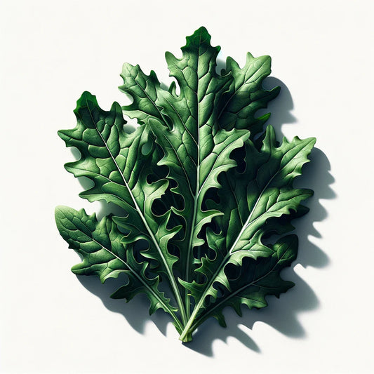 Arugula (Astro) Seeds (4x)