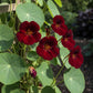 20 BLACK VELVET NASTURTIUM Tropaeolum Majus Dark Maroon Red Hummingbird Flower Seeds
