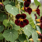 20 BLACK VELVET NASTURTIUM Tropaeolum Majus Dark Maroon Red Hummingbird Flower Seeds
