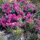 10 GROUND PLUM Flower Cover Ground Plum Milkvetch Astragalus Crassicarpus Seeds