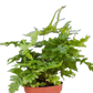 'Autumn' Fern - 4" Pot - NURSERY POT ONLY