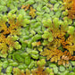 Azolla Caroliniana