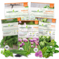 Garden Guru Herb Seed Set - Non-GMO