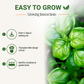 Garden Guru Genovese Sweet Basil Seeds 3-Pack - Non-GMO
