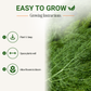 Garden Guru Long Island Mammoth Dill Seeds 3-Pack - Non-GMO
