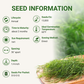 Garden Guru Long Island Mammoth Dill Seeds 3-Pack - Non-GMO