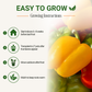 Garden Guru California Wonder Bell Pepper Seeds 3-Pack - Non-GMO