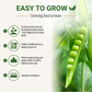 Garden Guru Sugar Snap Pea Seeds 3-Pack - Non-GMO