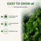 Garden Guru Moss Curled Parsley Seeds 3-Pack - Non-GMO