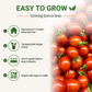 Garden Guru Sweetie Cherry Tomato Seeds 3-Pack - Non-GMO