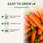 Garden Guru Nantes Carrot Seeds 3-Pack - Non-GMO