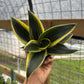 Sansevieria Hahnii 'Golden Jade'